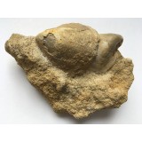 Rhynchostreon sublaevigatus
